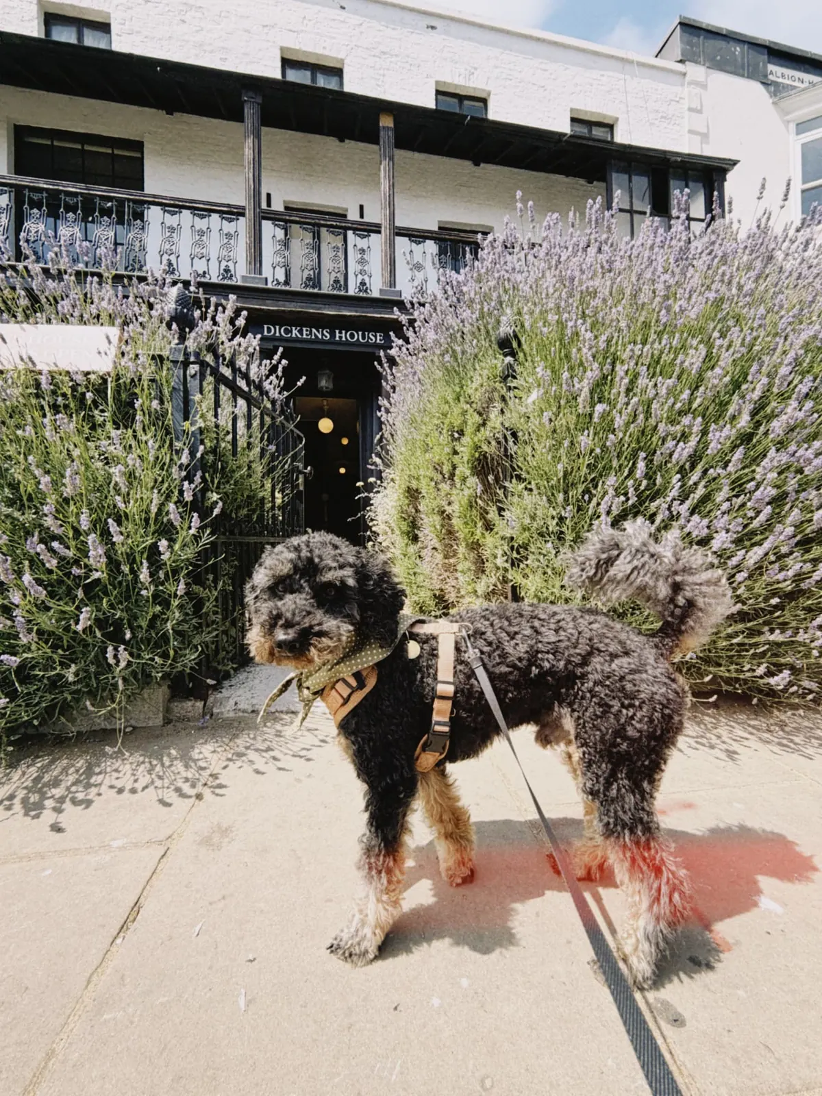 Barry vor blühendem Lavendel am Dickens House