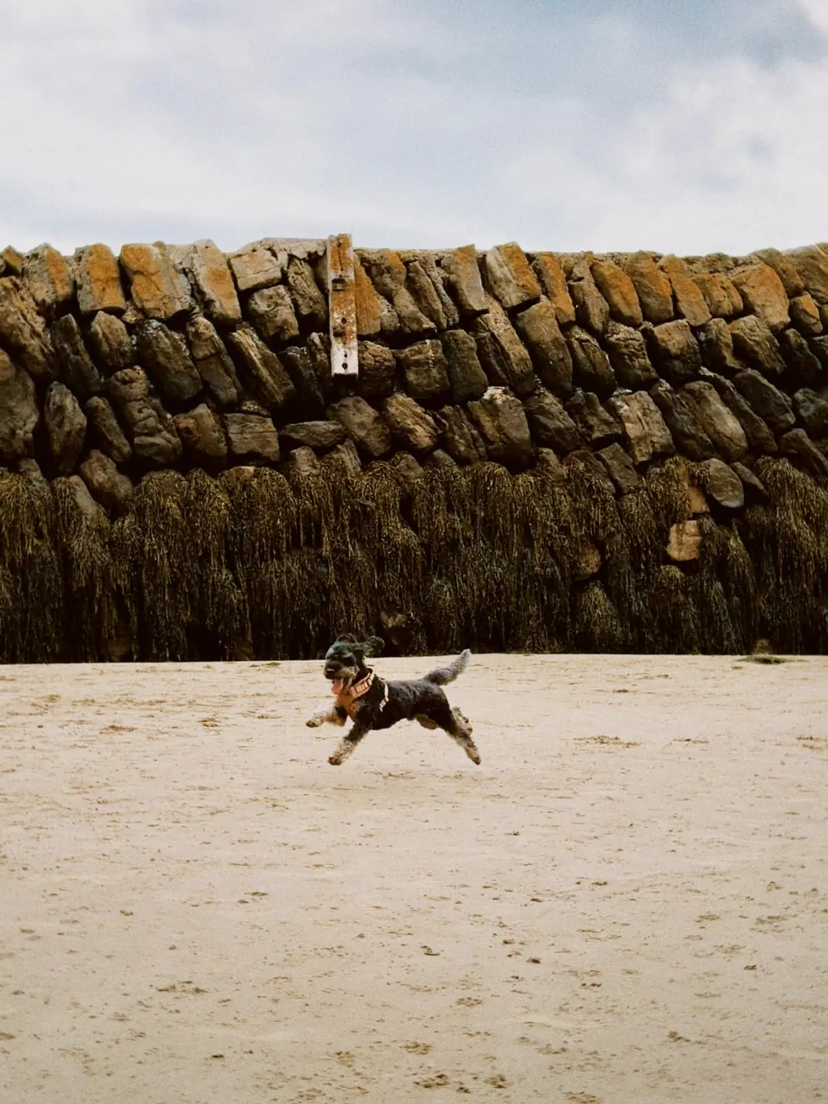 Barry rennt im Sprung vor einer Seetang-Mauer am Strand