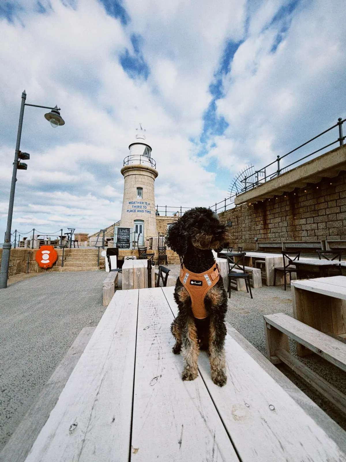 Barry auf einer Holzbank vor dem Leuchtturm am Hafen
