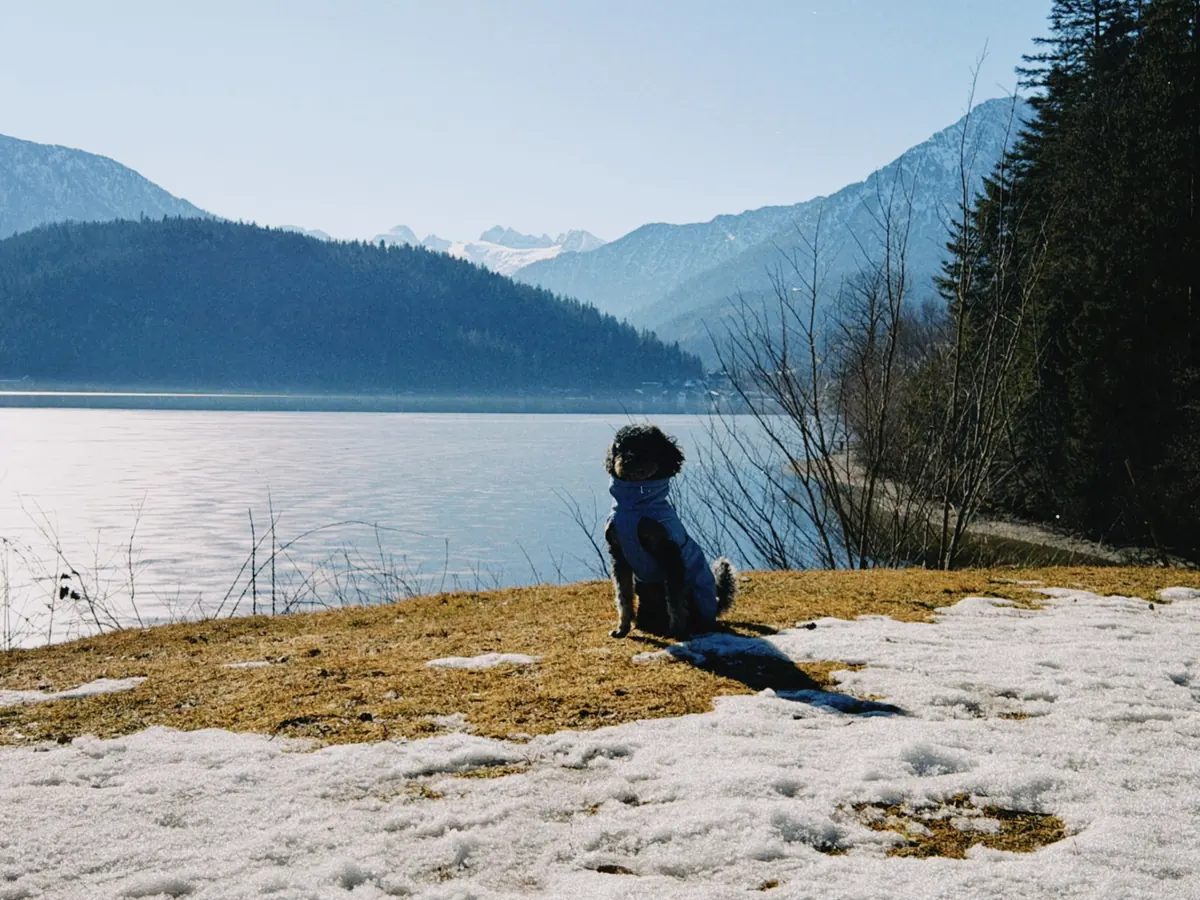 Barry im blauen Mantel am winterlichen Bergsee