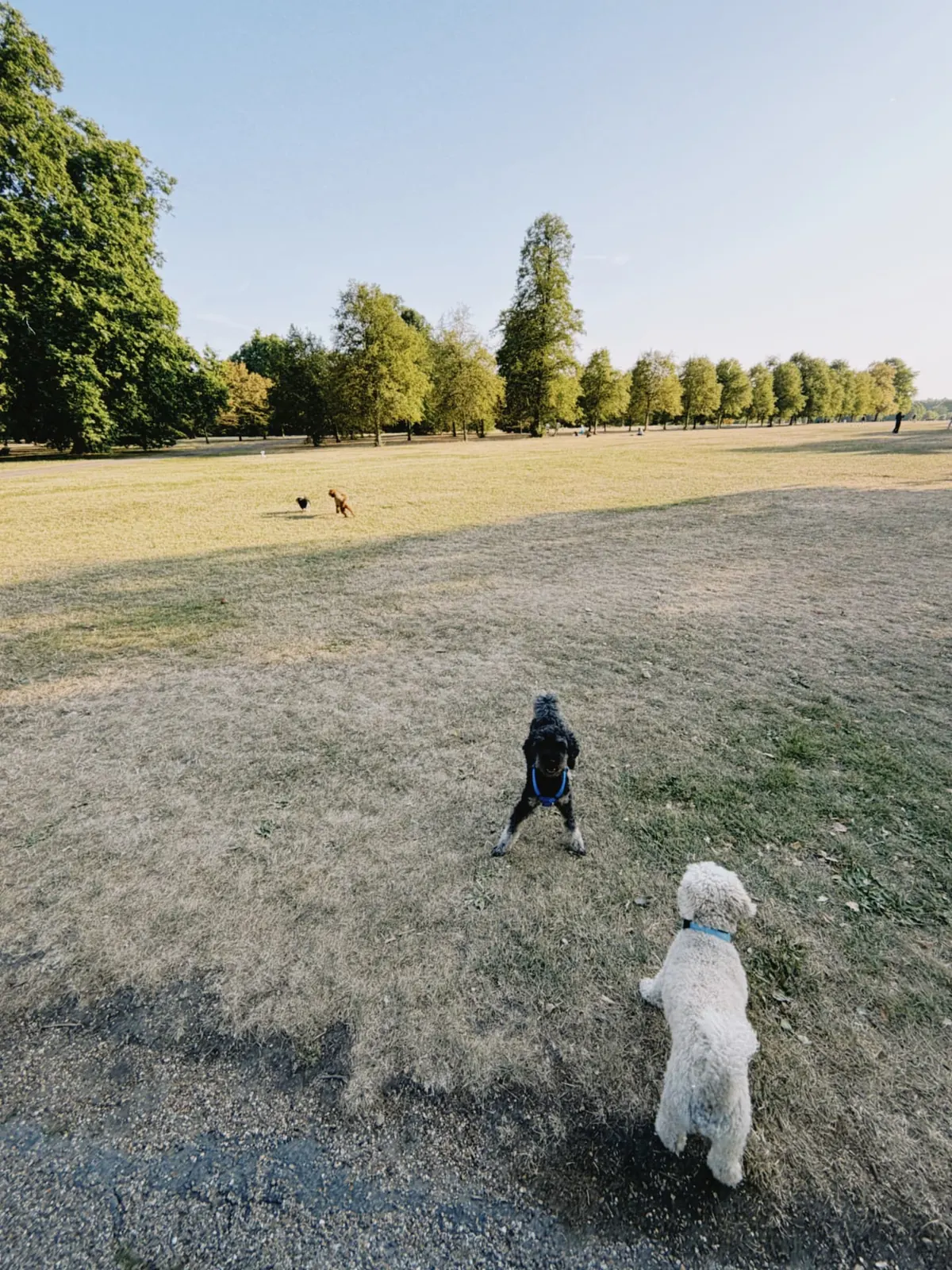 Barry beim Spielen mit Hundefreunden im Park